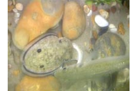 Deimaticcuttlefish.jpg