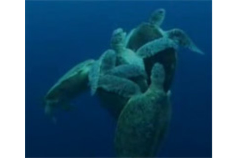Turtle-mating.jpg