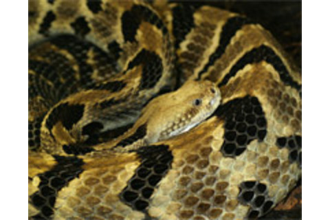 Timber-rattlesnake.jpg