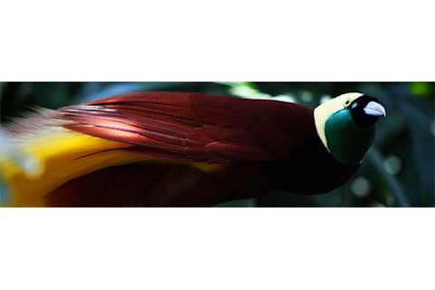 Bird-of-paradise.jpg