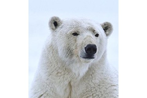 Polar-bear.jpg