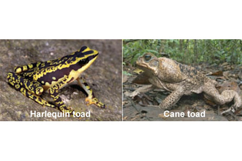 Harlequin_cane_toad.jpg