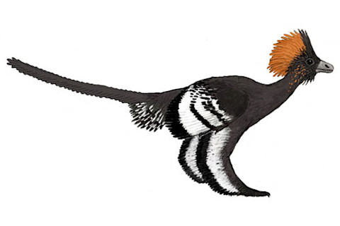 Anchiornis-_colours.jpg