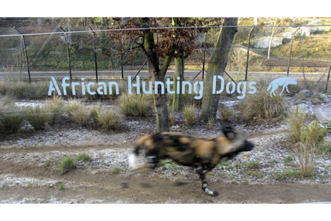 African_hunting_dog.jpg