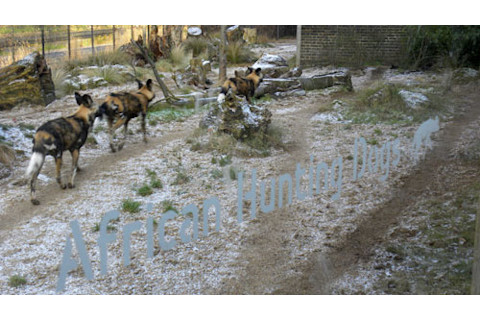 African_hunting_dogs.jpg