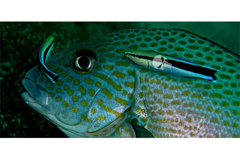 Cleaner_wrasse.jpg