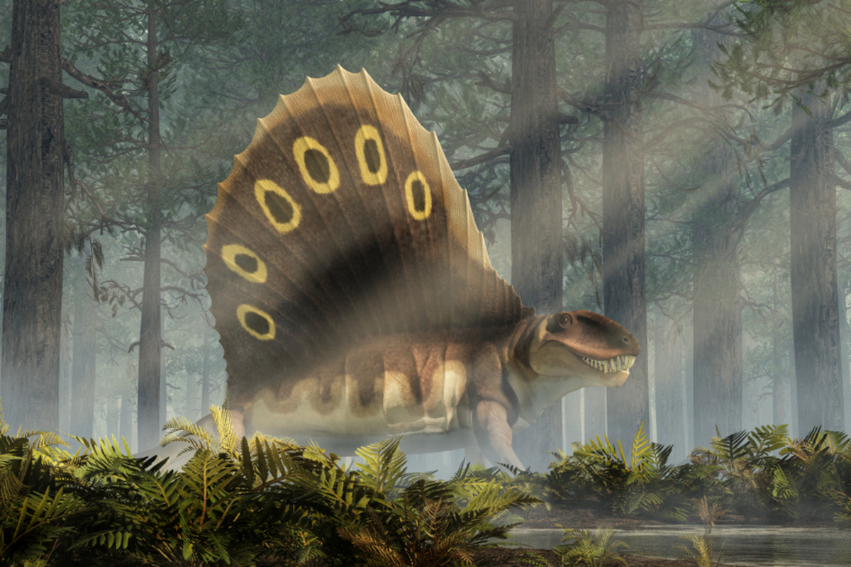 Dimetrodon, a Giant Sail-Finned Predator, Was More Related to Mammals than  Dinosaurs | Discover Magazine