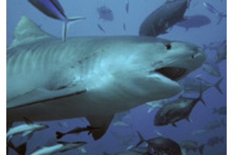 Tigershark.jpg