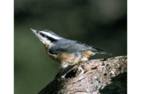 sitta_canadensis.jpg