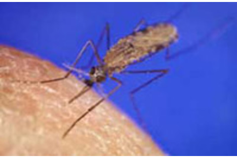 anophelesgambiaemosquito.jpg