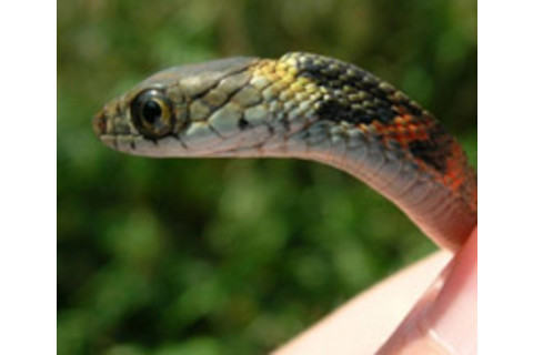 20070130_snake.jpg