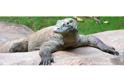 Varanus_komodoensis5.jpg