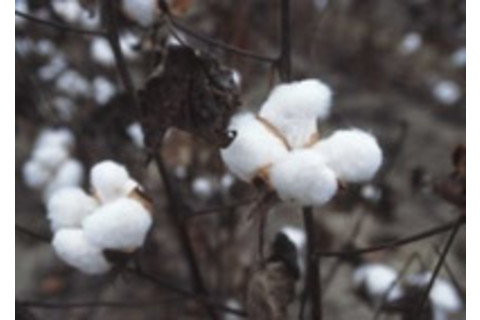 Cotton.JPG