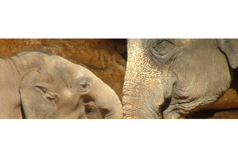 Asianelephant.jpg