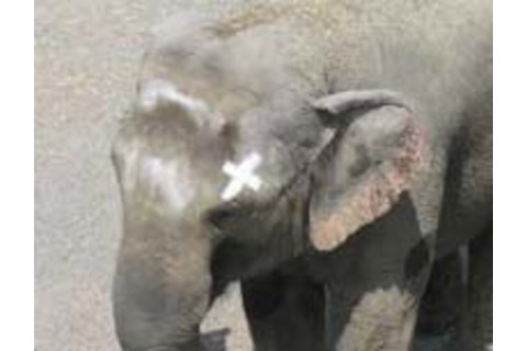 Elephantmark.jpg