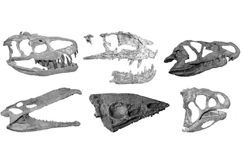 Crurotarsanskulls.jpg