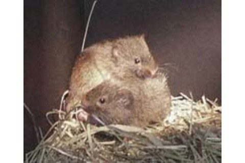 Prairie-voles.jpg