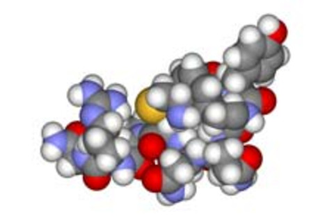 Vasopressin.jpg