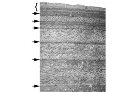Growth-rings.jpg