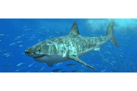 White_shark.jpg