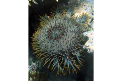 CrownofThornsStarfish.jpg