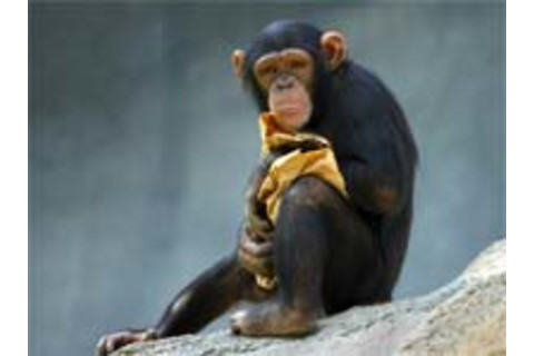Chimp.jpg