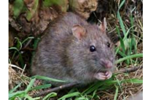 Brownrat.jpg