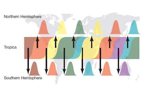 Flutropics.jpg