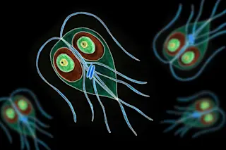 Giardia intestinalis