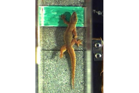 Gecko_climbing.jpg