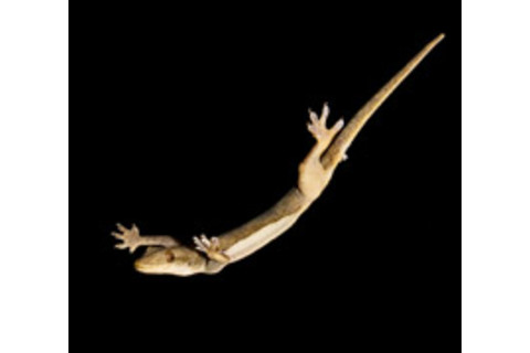 Gliding_gecko.jpg