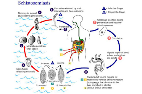 Schistosomiasis_Life_Cycle.jpg