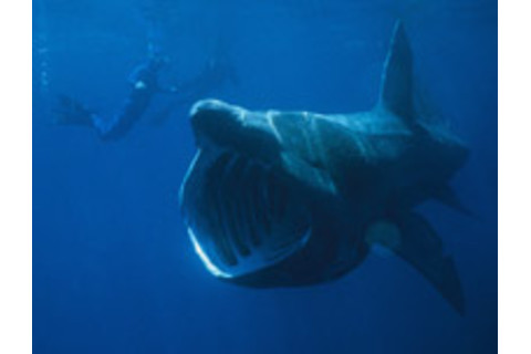 Basking-Shark.jpg