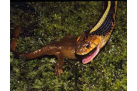 Garter-snake-and-newt.jpg