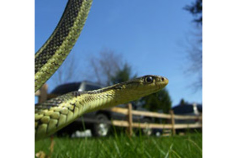 Garter_Snake_01.jpg