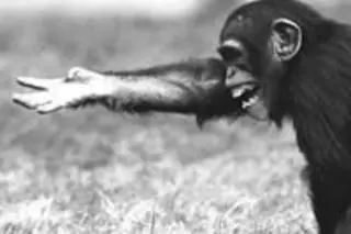 chimp-reaching.jpg