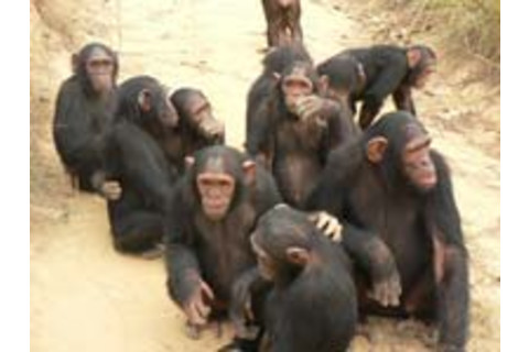 chimps.jpg