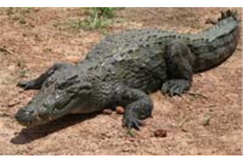 Crocodile.jpg