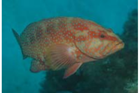 Coral-trout.jpg