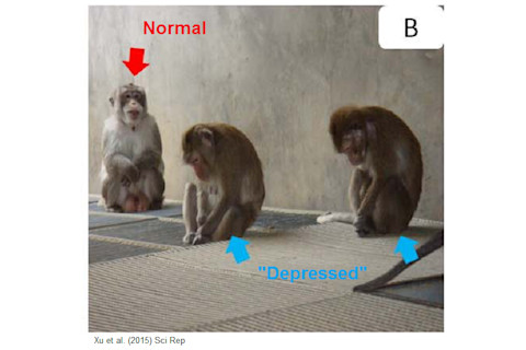 depressed_monkeys.png