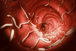 parasites