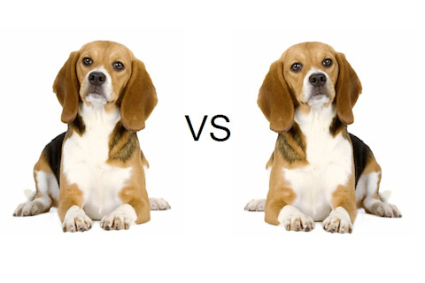 dog_left_brain.jpg