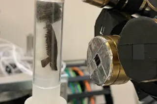 A fossil jaw with rows of fossilized teeth ready for scanning