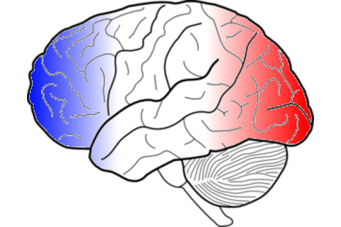 frenchbrain.png
