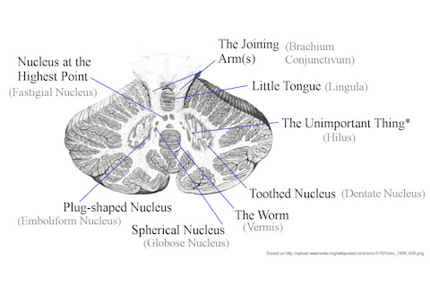 cerebllum_etymology.png