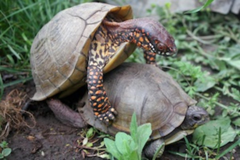 Three-toed-box-turtles-mating-300.jpg