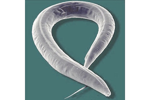 elegans300.jpg