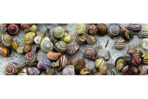 snails-cropped.jpg