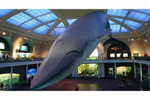 Blue-Whale-600.jpg