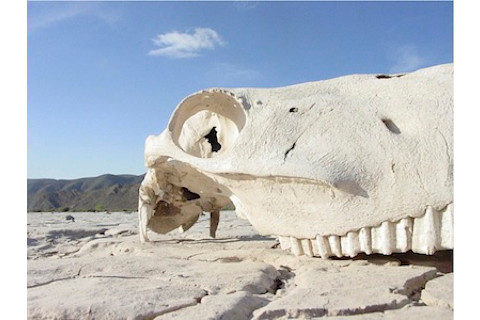 Horse Skull